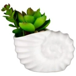 B&M Scandi Shore Small Shell Succulent 17 B&M Scandi Shore Small Shell Succulent -Home Furnishing Shop 380110 small shell succulent