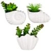 B&M Scandi Shore Small Shell Succulent -Home Furnishing Shop 380110 small shell succulent group