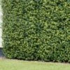 Bloom Buxus Artificial Hedge Screening 4pk -Home Furnishing Shop 381711 artificial buxus hedge screening 1mx1m 2